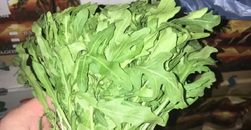 Arugula (Baladi)