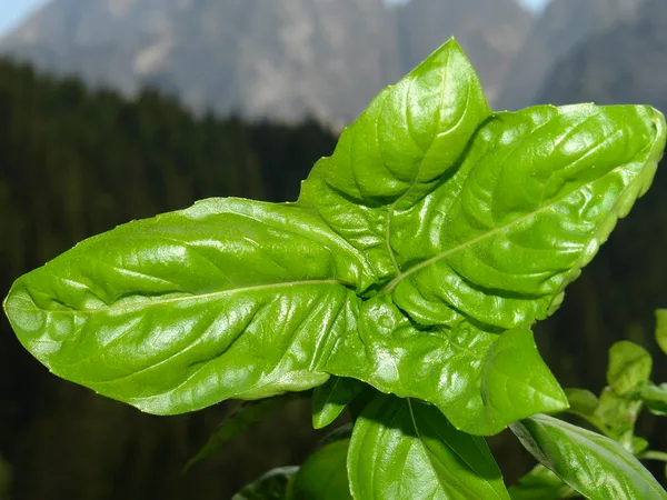 Green Basil (Baladi)