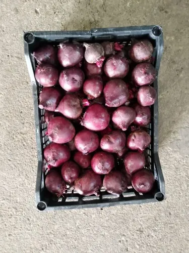 Beetroot