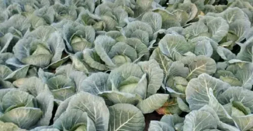 Cabbage (Baladi)