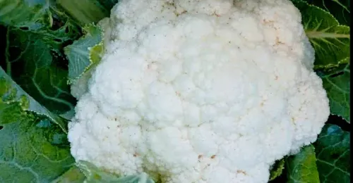 Cauliflower