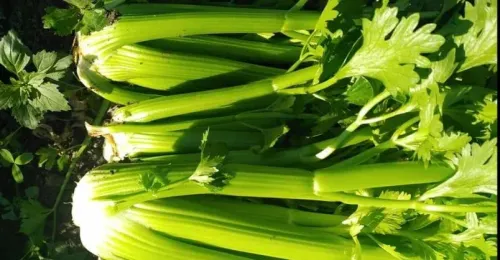 French Celery