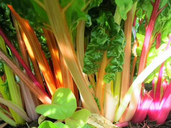 Swiss Chard (Hiwa)