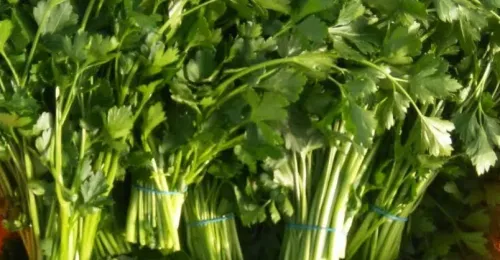 Coriander (Baladi)