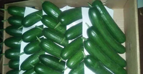 Mini Cucumber