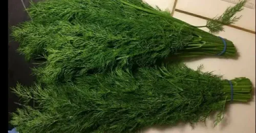 Dill (Baladi)