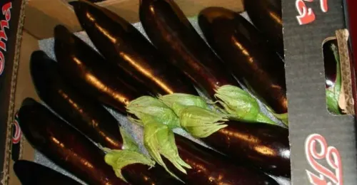 Mini Eggplant