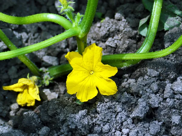 Cucumber Flowers