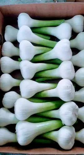 Dry Garlic