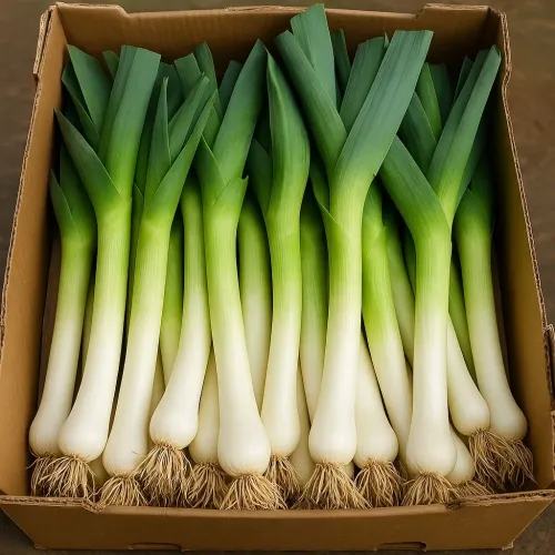 French Leek (Hiwa)