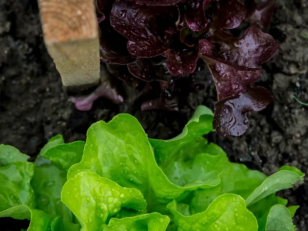 Red Batavia Lettuce