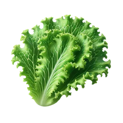 Frisée (Curly)