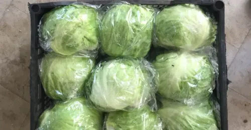 Head Lettuce