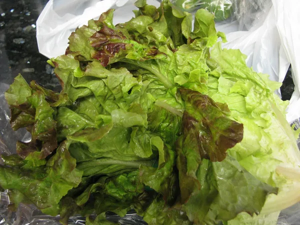 Red Lettuce