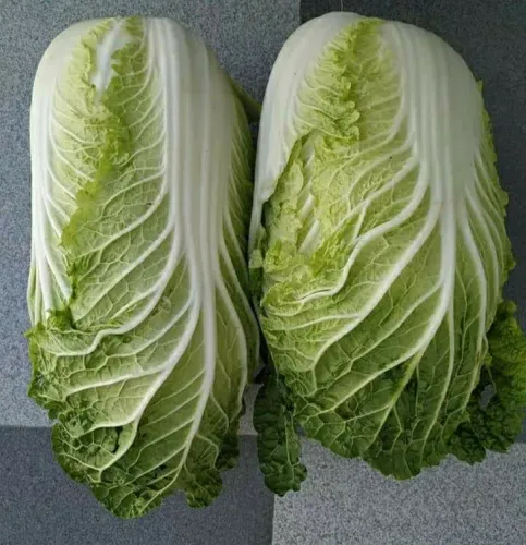 Green Romaine