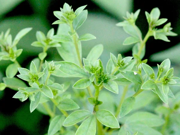Marjoram (Hiwa)
