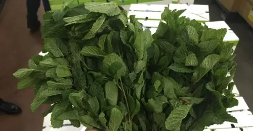 Mint (Baladi)