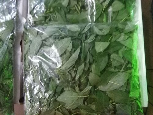 Mulukhiyah (leaf)
