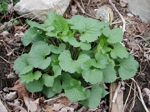White Mustard