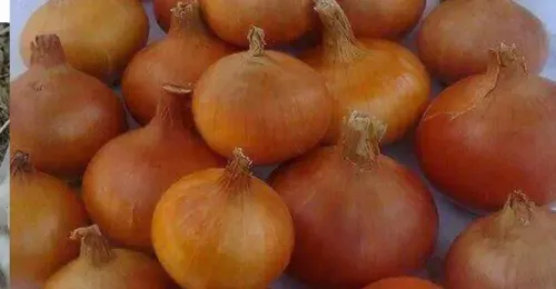 Golden Onion