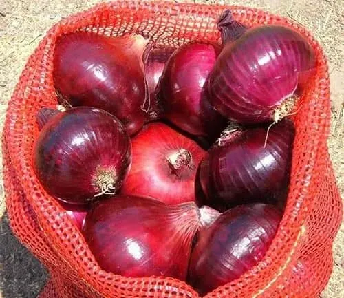Red Onion
