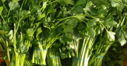 Parsley (Baladi)
