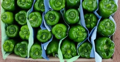 Green Sweet Pepper