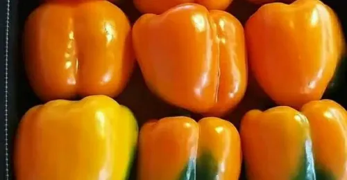 Orange Sweet Pepper