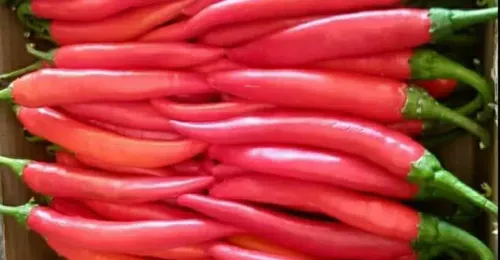 Red Hot Pepper