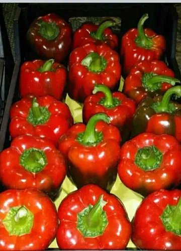 Red Sweet Pepper