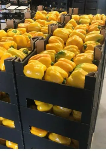 Yellow Sweet Pepper