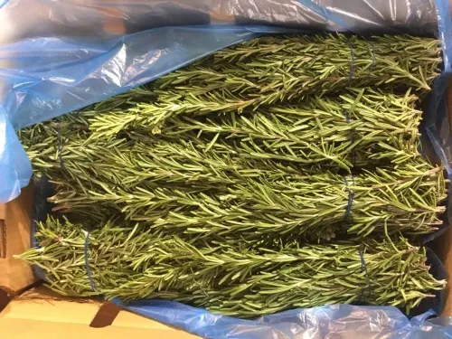 Rosemary (Hiwa)