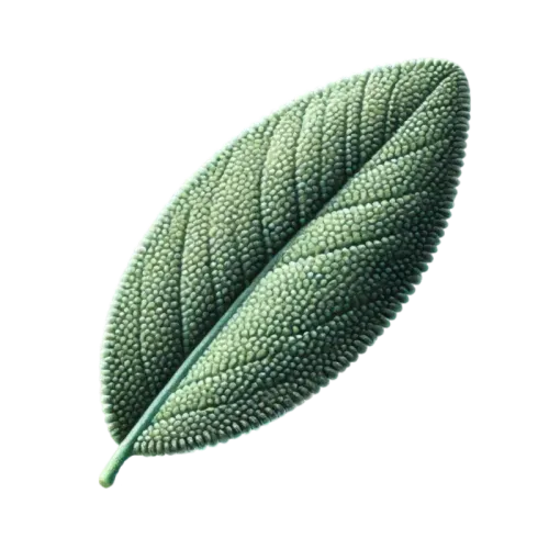 Sage (Hiwa)