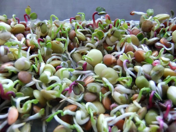 Sprouting Seeds
