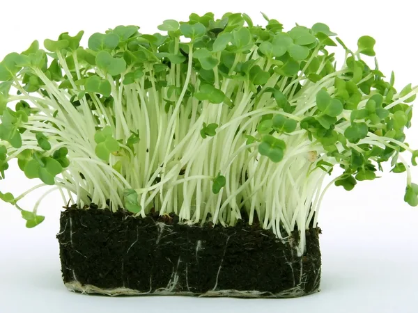 Sprouts
