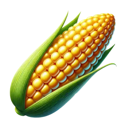 Sweet Corn