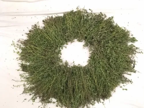 Foreign Thyme (Hiwa)