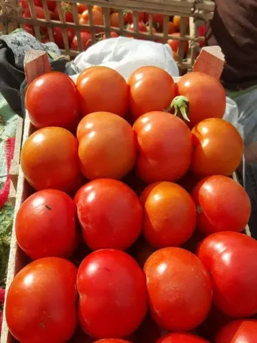 Tomato (Baladi)