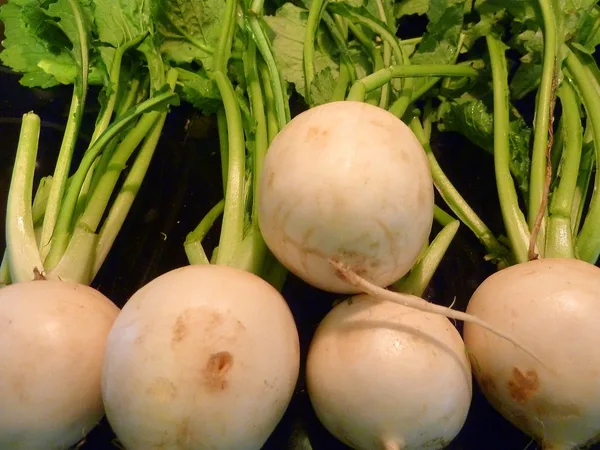 Baby Turnip (Hiwa)
