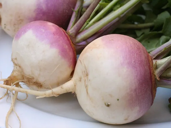 Turnip (Baladi)
