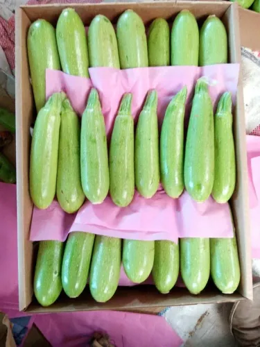Zucchini